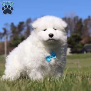 Simon, Samoyed Puppy